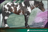 Horse Color:White Spotted Brown Varnish