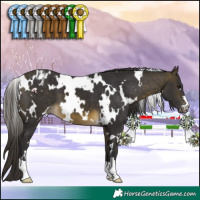 Horse Color:White Spotted Buckskin Appaloosa