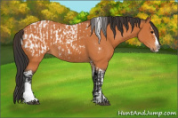 Horse Color:Bay Splash Tobiano Blanket  and Bay Splash Tobiano 