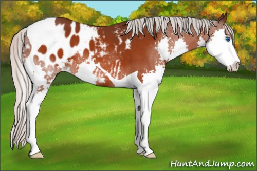 Horse Color:Silver Brown Sabino Splash Tobiano Appaloosa 