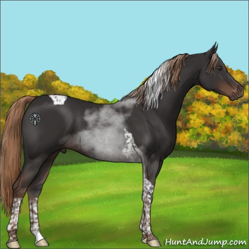Horse Color:Liver Chestnut Tobiano 