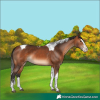 Horse Color:Bay Splash Tobiano
