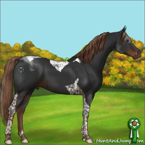 Horse Color:Liver Chestnut Tobiano 