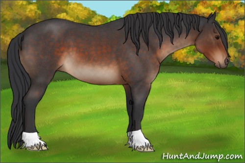 Horse Color:Brown Roan 