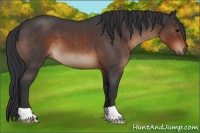 Horse Color:Brown Roan