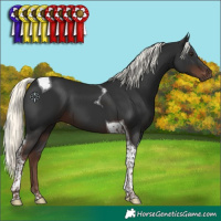 Horse Color:Liver Chestnut Mushroom Tobiano