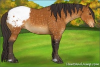 Horse Color:Buckskin Sabino Appaloosa 