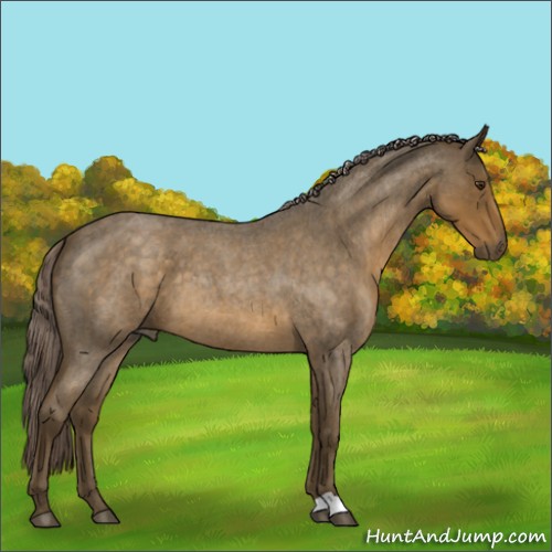 Horse Color:Chocolate Palomino Roan 