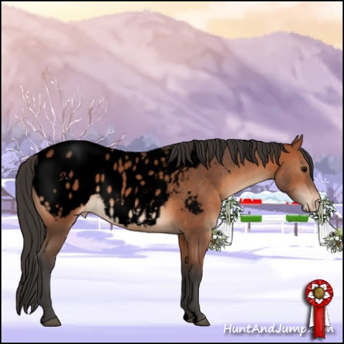 Horse Color:Void Bay Appaloosa 