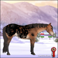 Horse Color:Void Bay Appaloosa