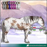 Horse Color:White Spotted Liver Red Dun Splash
