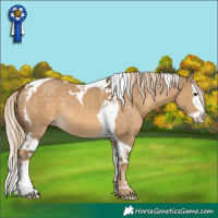 Horse Color:Chocolate Palomino Dun Splash Tobiano