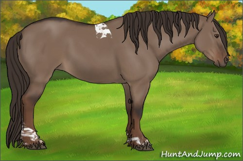 Horse Color:Liver Red Dun Tobiano 