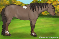 Horse Color:Liver Red Dun Tobiano