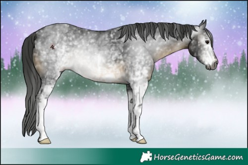 Horse Color:Gray White Spotted Buckskin 