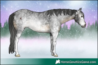 Horse Color:Gray White Spotted Buckskin 
