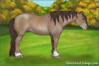 Horse Color:Classic Champagne Sabino 
