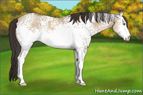 Horse Color:White Spotted Sable Champagne Dun Rabicano 