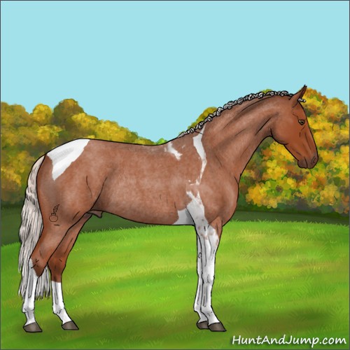 Horse Color:Silver Bay Roan Tobiano Rabicano 