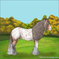 Horse Color:Bay Splash Tobiano Appaloosa  and Bay Splash Tobiano Appaloosa Rabicano 
