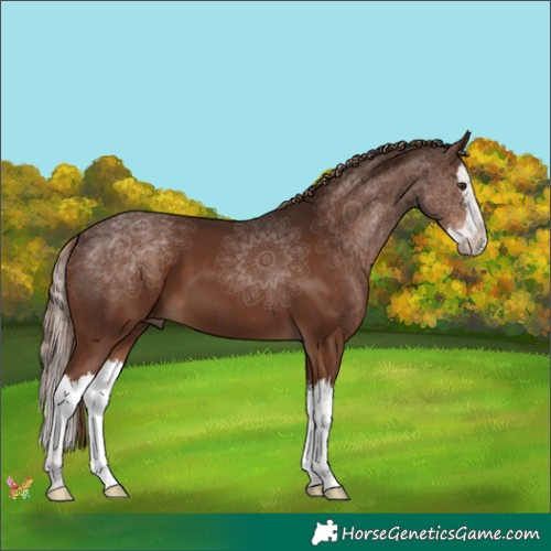 Horse Color:Liver Chestnut Splash 