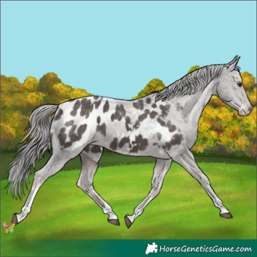 Horse Color:Platinum White Spotted Liver Chestnut Tobiano Appaloosa 