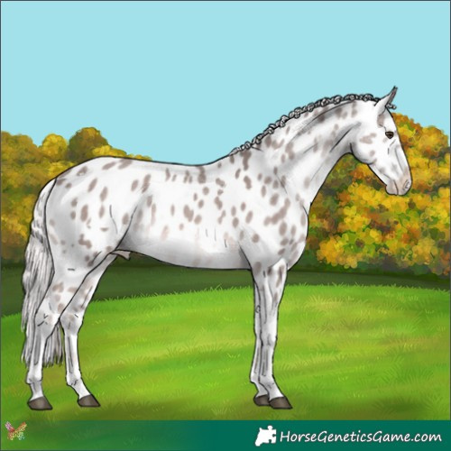 Horse Color:Platinum White Spotted Chocolate Palomino Tobiano Appaloosa 
