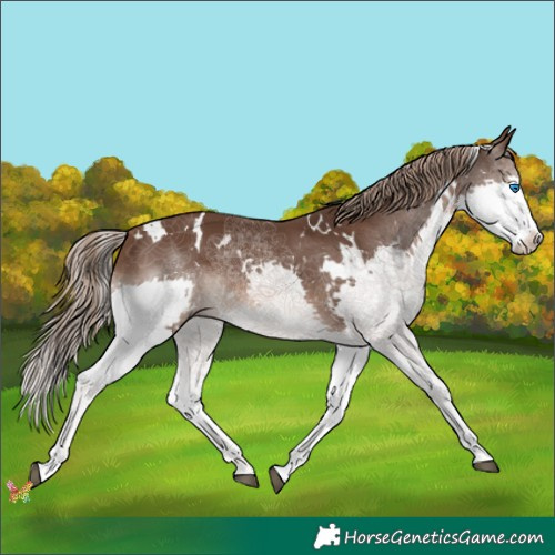 Horse Color:White Spotted Liver Chestnut Splash 
