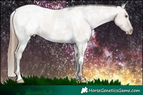 Horse Color:White Spotted Classic Champagne Dun Appaloosa