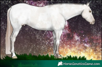 Horse Color:White Spotted Classic Champagne Dun Appaloosa