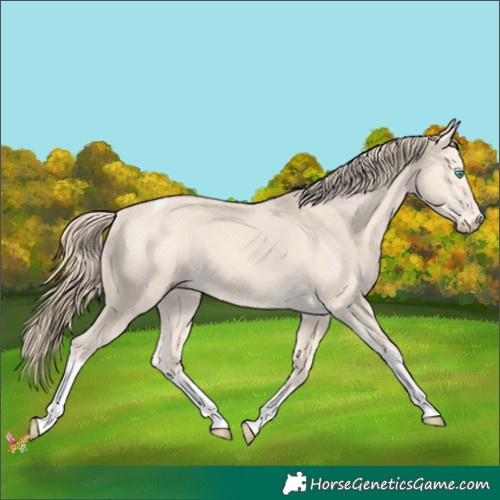 Horse Color:Perlino Tobiano 