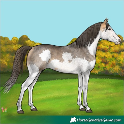 Horse Color:Buckskin Splash 