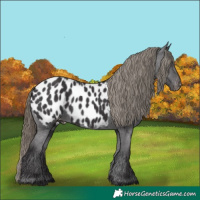 Horse Color:Smoky Black Appaloosa 