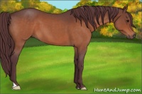 Horse Color:Chocolate Brown Roan 