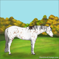 Horse Color:Bay Splash Tobiano Appaloosa  and Bay Dun Splash Tobiano Appaloosa 