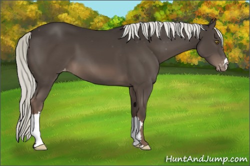 Horse Color:Liver Chestnut Mushroom Varnish 