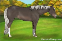 Horse Color:Liver Chestnut Mushroom Varnish 