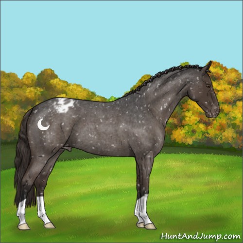 Horse Color:Liver Red Roan Appaloosa 
