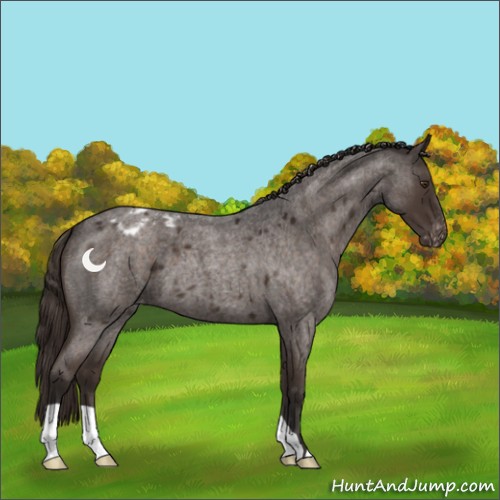 Horse Color:Liver Red Roan Appaloosa 