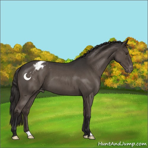 Horse Color:Liver Red Roan Appaloosa 