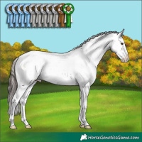 Horse Color:Liver Red Roan Appaloosa