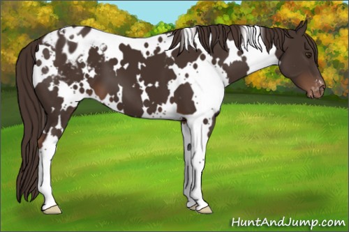 Horse Color:White Spotted Liver Chestnut Appaloosa 