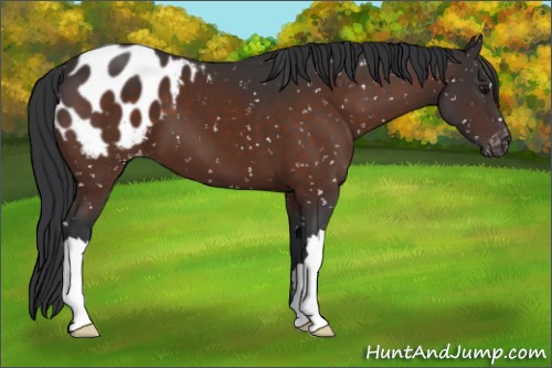Horse Color:Brown Appaloosa 