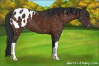 Horse Color:Brown Appaloosa 