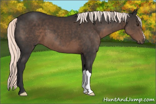 Horse Color:Liver Chestnut Mushroom 