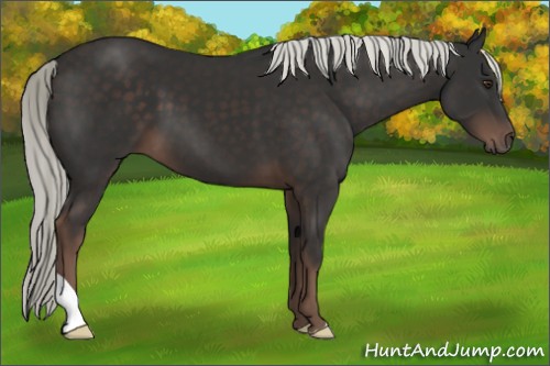 Horse Color:Liver Chestnut Mushroom 
