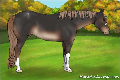 Horse Color:Liver Chestnut Appaloosa 
