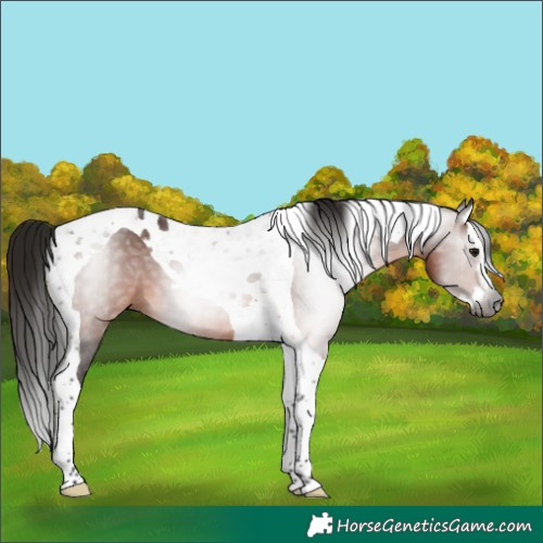 Horse Color:Gray Bay Splash Tobiano