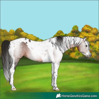 Horse Color:Gray Bay Splash Tobiano 