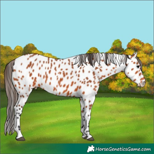 Horse Color:Bay Leopard 